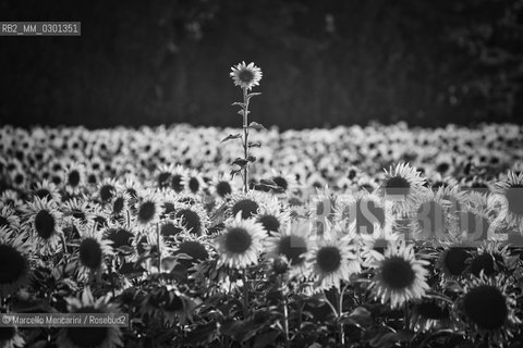 Arles, Provence (France). Field of sunflowers on the road to Avignon / Arles, Provenza (Francia). campo di girasoli sulla strada per Avignone - ©Marcello Mencarini/Rosebud2