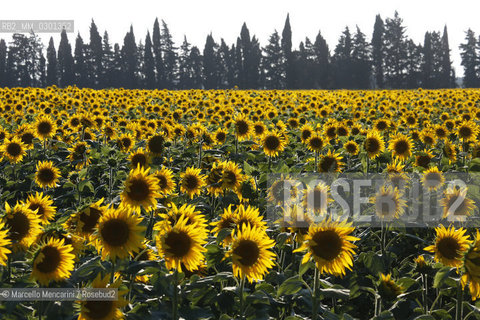 Arles, Provence (France). Field of sunflowers on the road to Avignon / Arles, Provenza (Francia). campo di girasoli sulla strada per Avignone - ©Marcello Mencarini/Rosebud2