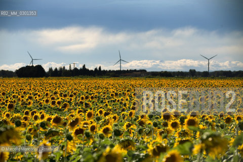 Arles, Provence (France). Field of sunflowers on the road to Avignon / Arles, Provenza (Francia). campo di girasoli sulla strada per Avignone - ©Marcello Mencarini/Rosebud2