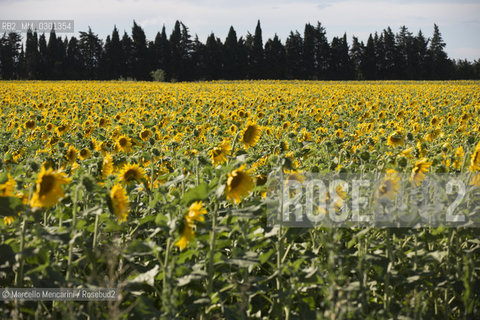 Arles, Provence (France). Field of sunflowers on the road to Avignon / Arles, Provenza (Francia). campo di girasoli sulla strada per Avignone - ©Marcello Mencarini/Rosebud2