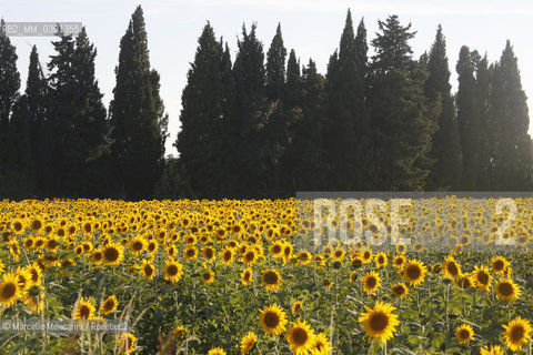 Arles, Provence (France). Field of sunflowers on the road to Avignon / Arles, Provenza (Francia). campo di girasoli sulla strada per Avignone - ©Marcello Mencarini/Rosebud2