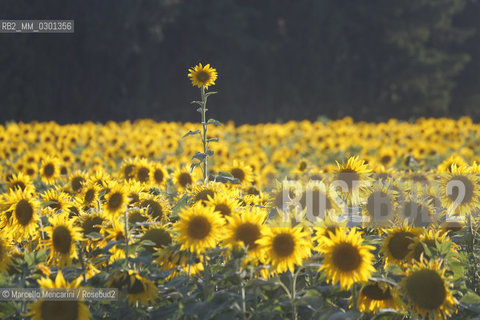 Arles, Provence (France). Field of sunflowers on the road to Avignon / Arles, Provenza (Francia). campo di girasoli sulla strada per Avignone - ©Marcello Mencarini/Rosebud2