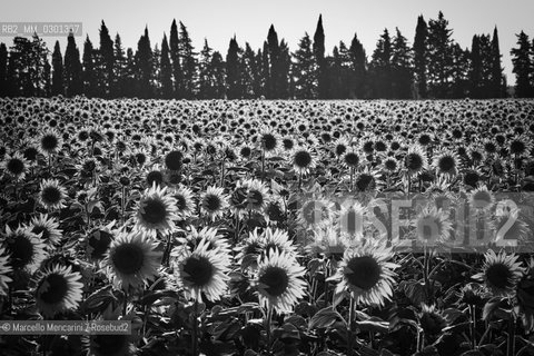 Arles, Provence (France). Field of sunflowers on the road to Avignon / Arles, Provenza (Francia). campo di girasoli sulla strada per Avignone - ©Marcello Mencarini/Rosebud2