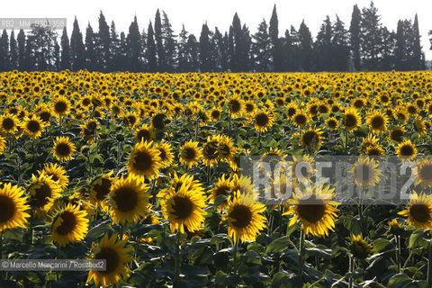 Arles, Provence (France). Field of sunflowers on the road to Avignon / Arles, Provenza (Francia). campo di girasoli sulla strada per Avignone - ©Marcello Mencarini/Rosebud2
