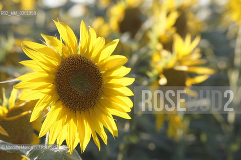 Arles, Provence (France). Field of sunflowers on the road to Avignon / Arles, Provenza (Francia). campo di girasoli sulla strada per Avignone - ©Marcello Mencarini/Rosebud2