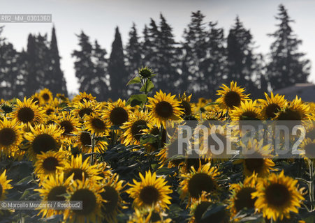 Arles, Provence (France). Field of sunflowers on the road to Avignon / Arles, Provenza (Francia). campo di girasoli sulla strada per Avignone - ©Marcello Mencarini/Rosebud2