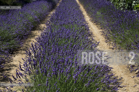 Lavander field near Sault in the Provence region (Vaucluse department, France) / Campo di lavanda vicino a Sault in Provenza (dipartimento di Vaucluse, Francia) - ©Marcello Mencarini/Rosebud2