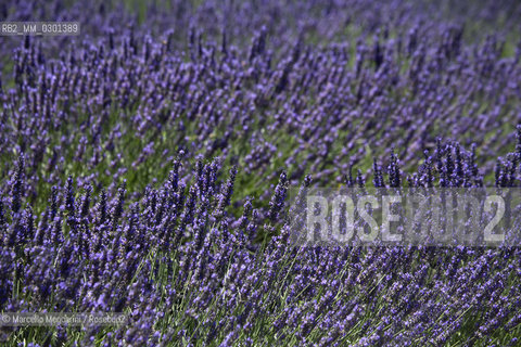 Lavander field near Sault in the Provence region (Vaucluse department, France) / Campo di lavanda vicino a Sault in Provenza (dipartimento di Vaucluse, Francia) - ©Marcello Mencarini/Rosebud2