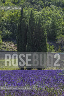 Lavander field near Sault in the Provence region (Vaucluse department, France) / Campo di lavanda vicino a Sault in Provenza (dipartimento di Vaucluse, Francia) - ©Marcello Mencarini/Rosebud2