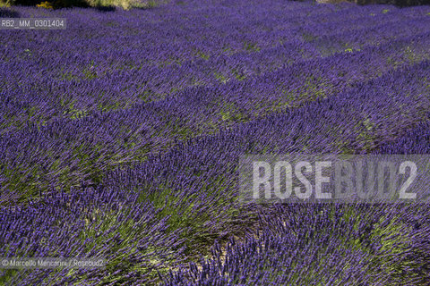 Lavander field near Sault in the Provence region (Vaucluse department, France) / Campo di lavanda vicino a Sault in Provenza (dipartimento di Vaucluse, Francia) - ©Marcello Mencarini/Rosebud2
