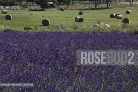 Lavender field near Sault in Provence (Vaucluse department, France) / Campo di lavanda vicino a Sault in Provenza (dipartimento della Vaucluse, francia) - ©Marcello Mencarini/Rosebud2