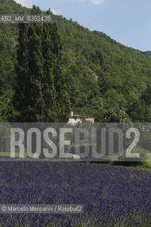 Lavender field near Sault in Provence (Vaucluse department, France) / Campo di lavanda vicino a Sault in Provenza (dipartimento della Vaucluse, francia) - ©Marcello Mencarini/Rosebud2