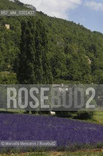 Lavender field near Sault in Provence (Vaucluse department, France) / Campo di lavanda vicino a Sault in Provenza (dipartimento della Vaucluse, francia) - ©Marcello Mencarini/Rosebud2