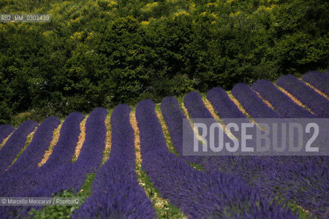 Lavender field near Sault in Provence (Vaucluse department, France) / Campo di lavanda vicino a Sault in Provenza (dipartimento della Vaucluse, francia) - ©Marcello Mencarini/Rosebud2