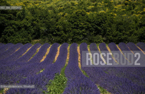 Lavender field near Sault in Provence (Vaucluse department, France) / Campo di lavanda vicino a Sault in Provenza (dipartimento della Vaucluse, francia) - ©Marcello Mencarini/Rosebud2