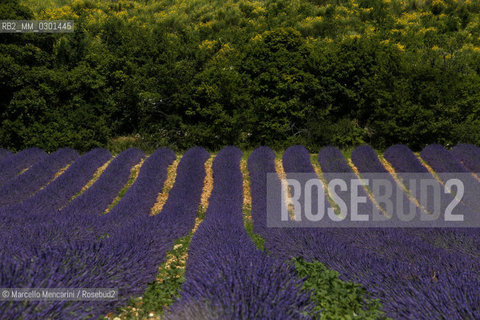 Lavender field near Sault in Provence (Vaucluse department, France) / Campo di lavanda vicino a Sault in Provenza (dipartimento della Vaucluse, francia) - ©Marcello Mencarini/Rosebud2