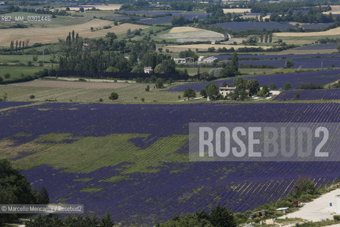 Lavender fields near Sault in Provence (Vaucluse department, France) / Campi di lavanda vicino a Sault in Provenza (dipartimento della Vaucluse, francia) - ©Marcello Mencarini/Rosebud2