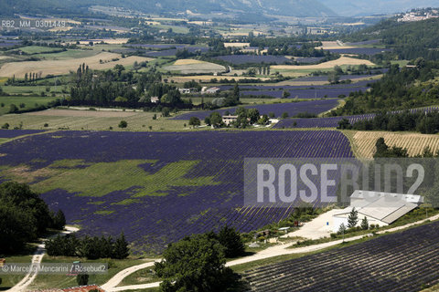 Lavender fields near Sault in Provence (Vaucluse department, France) / Campi di lavanda vicino a Sault in Provenza (dipartimento della Vaucluse, francia) - ©Marcello Mencarini/Rosebud2