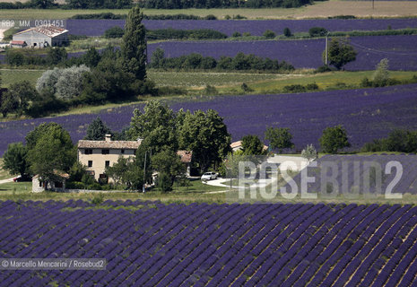 Lavender fields near Sault in Provence (Vaucluse department, France) / Campi di lavanda vicino a Sault in Provenza (dipartimento della Vaucluse, francia) - ©Marcello Mencarini/Rosebud2