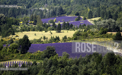 Lavender fields near Sault in Provence (Vaucluse department, France) / Campi di lavanda vicino a Sault in Provenza (dipartimento della Vaucluse, francia) - ©Marcello Mencarini/Rosebud2