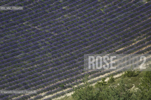Lavender field near Sault in Provence (Vaucluse department, France) / Campo di lavanda vicino a Sault in Provenza (dipartimento della Vaucluse, francia) - ©Marcello Mencarini/Rosebud2
