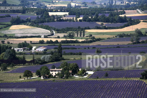 Lavender fields near Sault in Provence (Vaucluse department, France) / Campi di lavanda vicino a Sault in Provenza (dipartimento della Vaucluse, francia) - ©Marcello Mencarini/Rosebud2