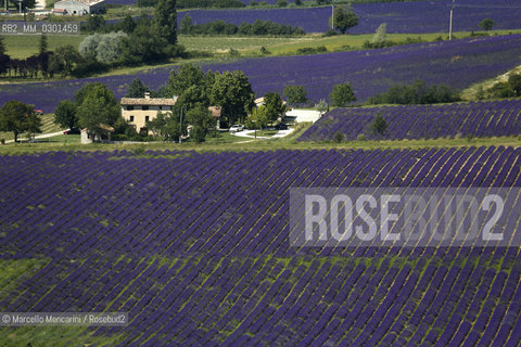 Lavender fields near Sault in Provence (Vaucluse department, France) / Campi di lavanda vicino a Sault in Provenza (dipartimento della Vaucluse, francia) - ©Marcello Mencarini/Rosebud2