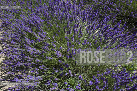 Lavender plant in Provence, France / Pianta di lavanda in Provenza, Francia - ©Marcello Mencarini/Rosebud2