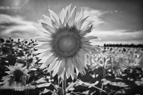 Arles, Provence (France). Field of sunflowers on the road to Avignon / Arles, Provenza (Francia). campo di girasoli sulla strada per Avignone - ©Marcello Mencarini/Rosebud2