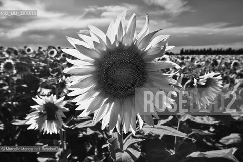 Arles, Provence (France). Field of sunflowers on the road to Avignon / Arles, Provenza (Francia). campo di girasoli sulla strada per Avignone - ©Marcello Mencarini/Rosebud2