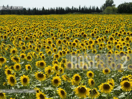 Arles, Provence (France). Field of sunflowers on the road to Avignon / Arles, Provenza (Francia). campo di girasoli sulla strada per Avignone - ©Marcello Mencarini/Rosebud2