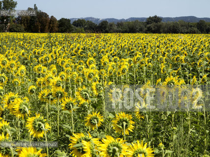 Arles, Provence (France). Field of sunflowers on the road to Avignon / Arles, Provenza (Francia). campo di girasoli sulla strada per Avignone - ©Marcello Mencarini/Rosebud2