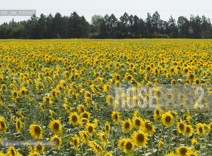 Arles, Provence (France). Field of sunflowers on the road to Avignon / Arles, Provenza (Francia). campo di girasoli sulla strada per Avignone - ©Marcello Mencarini/Rosebud2