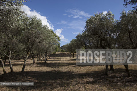 Olive grove at the psychiatric hospital in Saint-Paul de Mausole in Saint Remy, in Provence, France, where painter Vincent Van Gogh was admitted / Uliveto presso lospedale psichiatrico Saint-Paul de Mausole a Saint Rémy in Provenza, Francia, dove fu ricoverato il pittore Vincent Van Gogh - ©Marcello Mencarini/Rosebud2