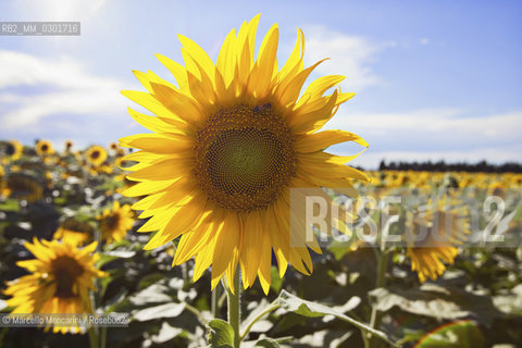 Arles, Provence (France). Field of sunflowers on the road to Avignon / Arles, Provenza (Francia). campo di girasoli sulla strada per Avignone - ©Marcello Mencarini/Rosebud2