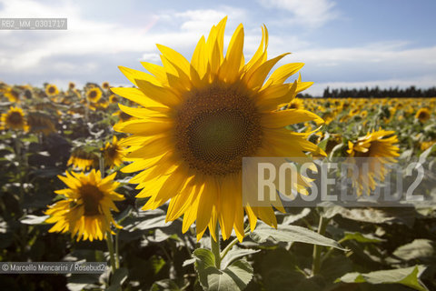 Arles, Provence (France). Field of sunflowers on the road to Avignon / Arles, Provenza (Francia). campo di girasoli sulla strada per Avignone - ©Marcello Mencarini/Rosebud2