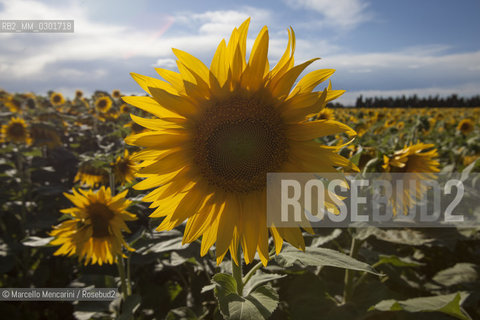 Arles, Provence (France). Field of sunflowers on the road to Avignon / Arles, Provenza (Francia). campo di girasoli sulla strada per Avignone - ©Marcello Mencarini/Rosebud2