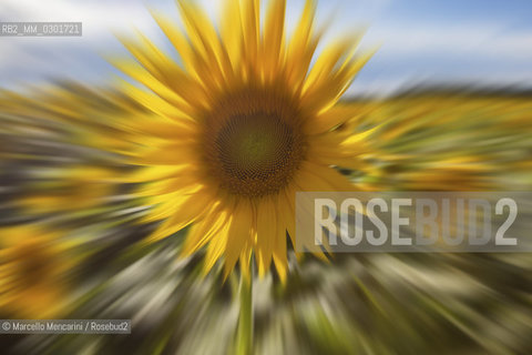 Arles, Provence (France). Field of sunflowers on the road to Avignon / Arles, Provenza (Francia). campo di girasoli sulla strada per Avignone - ©Marcello Mencarini/Rosebud2