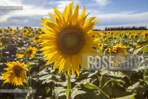 Arles, Provence (France). Field of sunflowers on the road to Avignon / Arles, Provenza (Francia). campo di girasoli sulla strada per Avignone - ©Marcello Mencarini/Rosebud2