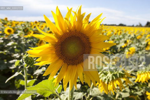 Arles, Provence (France). Field of sunflowers on the road to Avignon / Arles, Provenza (Francia). campo di girasoli sulla strada per Avignone - ©Marcello Mencarini/Rosebud2