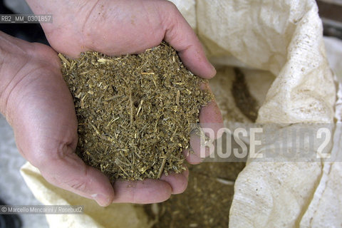 Dried absinthe, used as an ingredient in the spirit absinthe / Assenzio disseccato, usato come ingrediente nel liquore allassenzio - ©Marcello Mencarini/Rosebud2