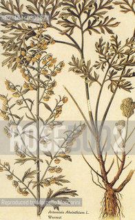 Absinthe plant (Artemisia Absinthium) used as an ingredient in the spirit absinthe / Pianta dellassenzio (Artemisia Absinthium) da cui si ricava il distillato dassenzio, usato nella preparazione del liquore - Reproduced by Marcello Mencarini
/Rosebud2