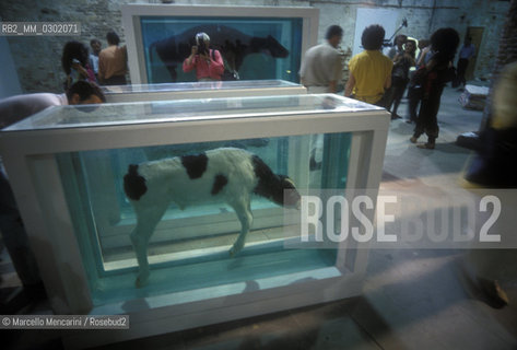 45th Venice Art Biennale, 1993. Mother and Child, Divided by Damien Hirst: a floor-based sculpture comprising four glass-walled tanks, containing the two halves of a cow and calf, each bisected and preserved in formaldehyde solution / 4aa Biennale Arte di Venezia, 1993. Mother and Child, Divided (Madre e bambino. Divisi) di Damien Hirst, opera che consiste in quattro vasche contenenti ognuna la metà di una mucca o di un vitello tagliati longitudinalmente e conservati in formaldeide - ©Marcello Mencarini/Rosebud2