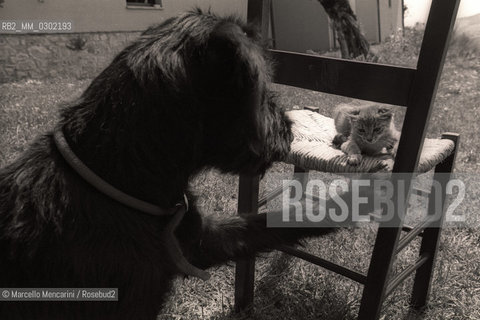 Dog and cat / Cane e gatto - ©Marcello Mencarini/Rosebud2