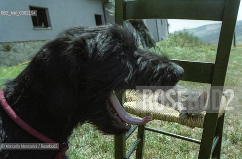 Dog and cat / Cane e gatto - ©Marcello Mencarini/Rosebud2