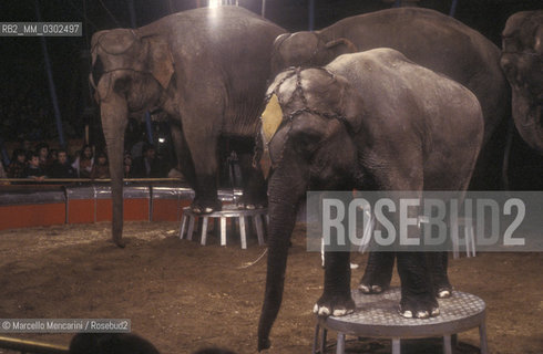 Lido di Ostia, Rome. Nando Orfei Circus. Elephants / Ostia Lido, Roma. Circo Nando Orfei. Elefanti - ©Marcello Mencarini/Rosebud2