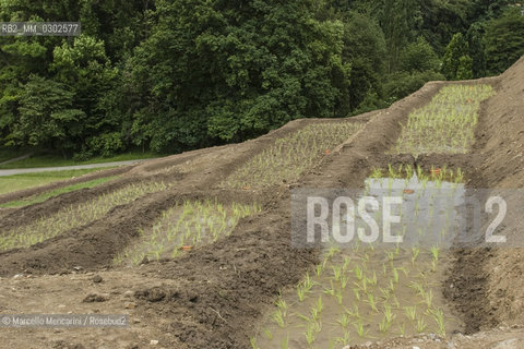 Kassel, Schloss Wilhelmshöhe, Documenta 2007. Terraced Rice Field Art Project by Sakarin Krue-On / Kassel, Schloss Wilhelmshöhe, Campi di riso di Sakarin Krue-On - ©Marcello Mencarini/Rosebud2