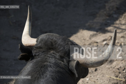 Arles, September 2014. Bulls in the corrals at Gimeaux, spaces built to host them in the days before the bullfights / Arles, settembre 2014. Tori nei corrales a Gimeaux, spazi costruiti per ospitarli nei giorni che pecedono le corride - ©Marcello Mencarini/Rosebud2