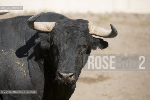 Arles, September 2014. Bulls in the corrals at Gimeaux, spaces built to host them in the days before the bullfights / Arles, settembre 2014. Tori nei corrales a Gimeaux, spazi costruiti per ospitarli nei giorni che pecedono le corride - ©Marcello Mencarini/Rosebud2