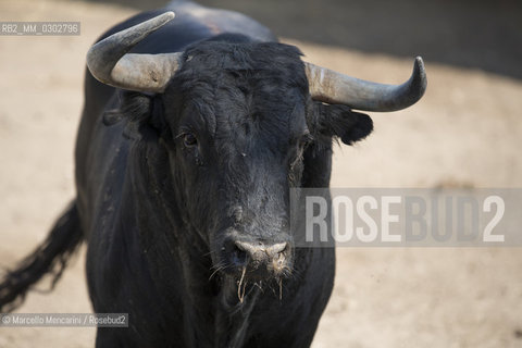 Arles, September 2014. Bulls in the corrals at Gimeaux, spaces built to host them in the days before the bullfights / Arles, settembre 2014. Tori nei corrales a Gimeaux, spazi costruiti per ospitarli nei giorni che pecedono le corride - ©Marcello Mencarini/Rosebud2